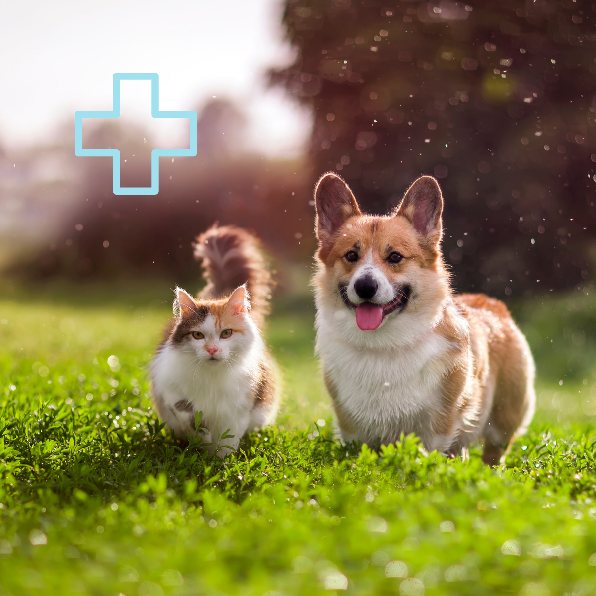 categoría MEDICAMENTOS